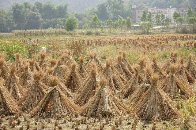 秸秆的生产过程
